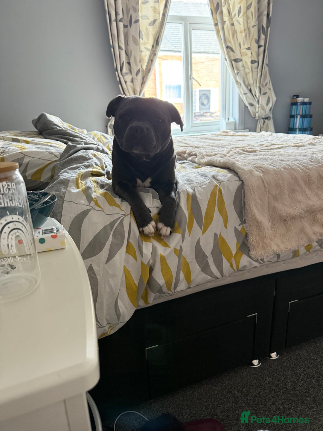 Staffordshire Bull Terrier dogs for sale: Staffordshire bull terrier  - Advert 10