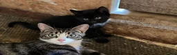 British Shorthair cats for sale: Kittens British shorthair x ragdoll  in Petersfield - Advert 10