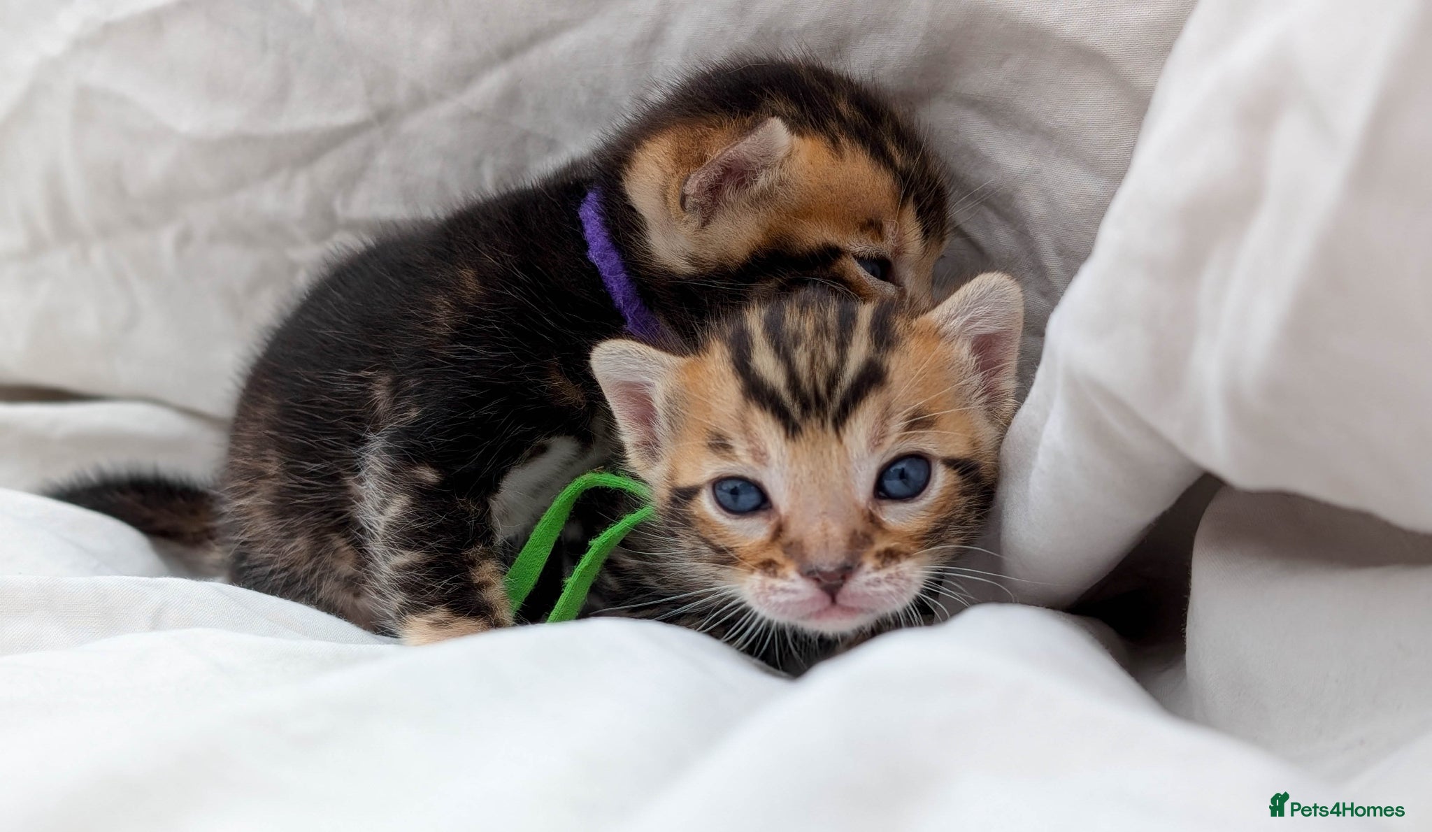 Bengal cats Stunning health tested TICA Bengal kittens dark - Advert 1