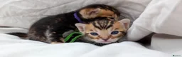Bengal cats for sale: Stunning health tested TICA Bengal kittens dark - Advert 1