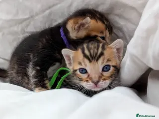 Bengal cats for sale: Stunning health tested TICA Bengal kittens dark - Advert 1