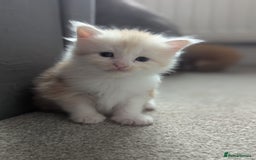 Maine Coon cats for sale: Maine Coon Kittens - Image 6