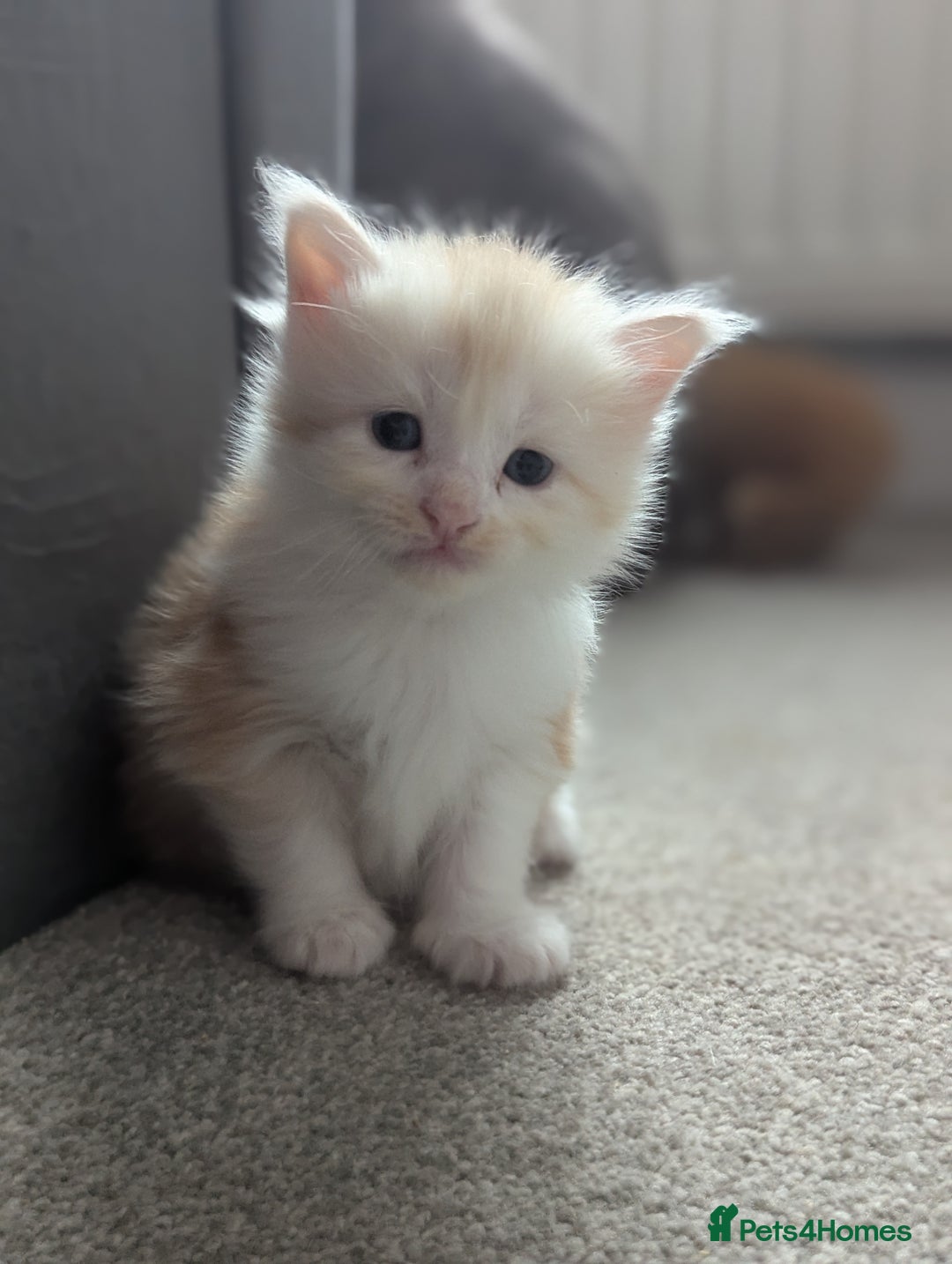 Maine Coon cats for sale: Maine Coon Kittens - Image 6