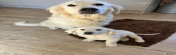 Golden Retriever dogs for sale: Kc beautiful girl  - Advert 16