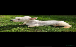 West Highland Terrier dogs for sale: Beautiful west highland terrier puppies for sale  - Image 3