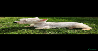 West Highland Terrier dogs - Advert 3