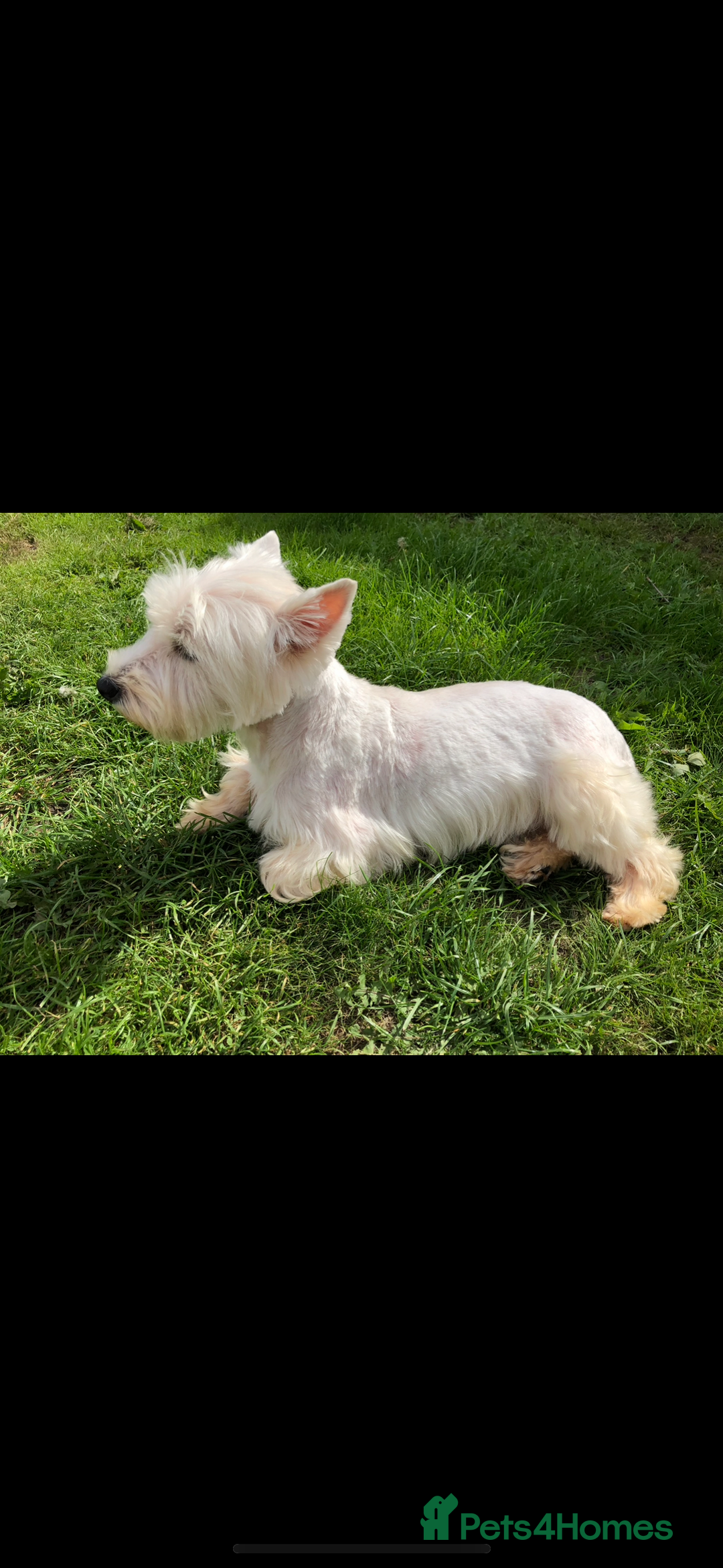 West Highland Terrier dogs for sale: Beautiful west highland terrier puppies for sale  - Image 3