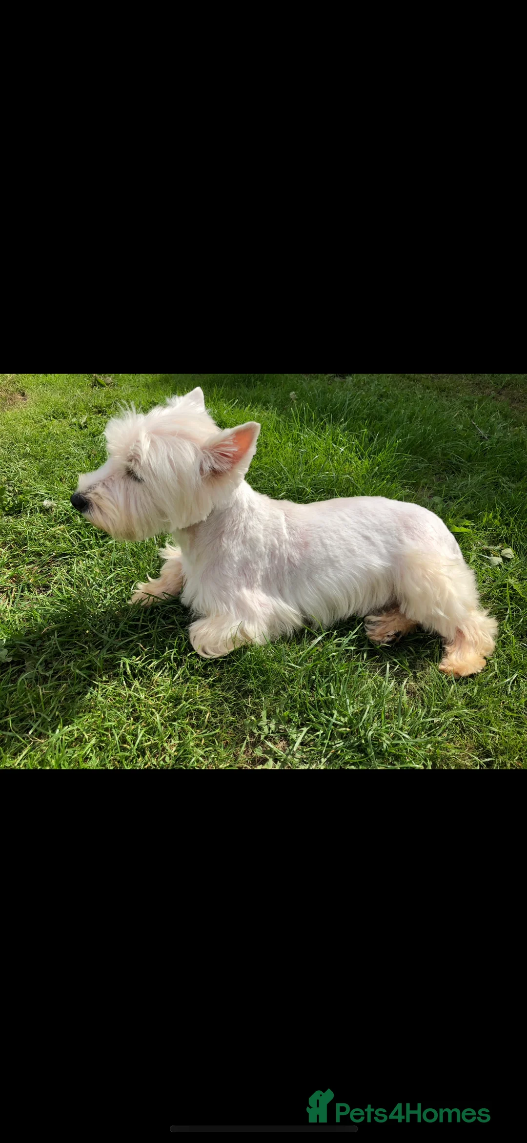 West Highland Terrier dogs for sale: Beautiful west highland terrier BOY for sale  - Advert 4