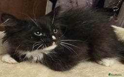 Siberian cats for sale: Tested purebreed hypoallergenic Siberian kittensns - Image 27