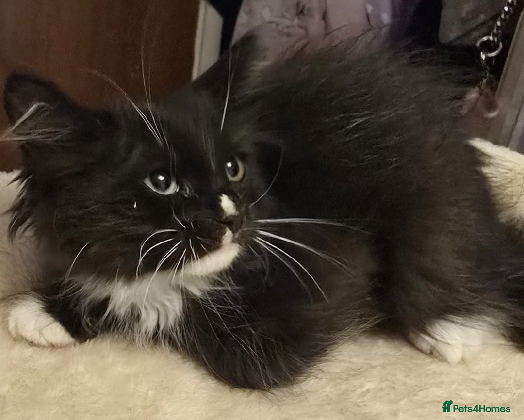 Siberian cats for sale: Tested purebreed hypoallergenic Siberian kittensns - Image 27