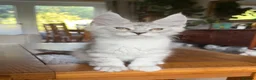 Maine Coon cats for sale: 💝Magnificent large TICA kittens 💖 - Advert 4