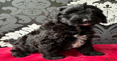 Cockapoo dogs - Advert 14
