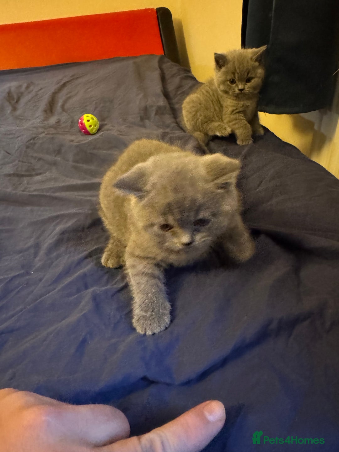 British Shorthair cats for sale: Kittens  - Advert 2