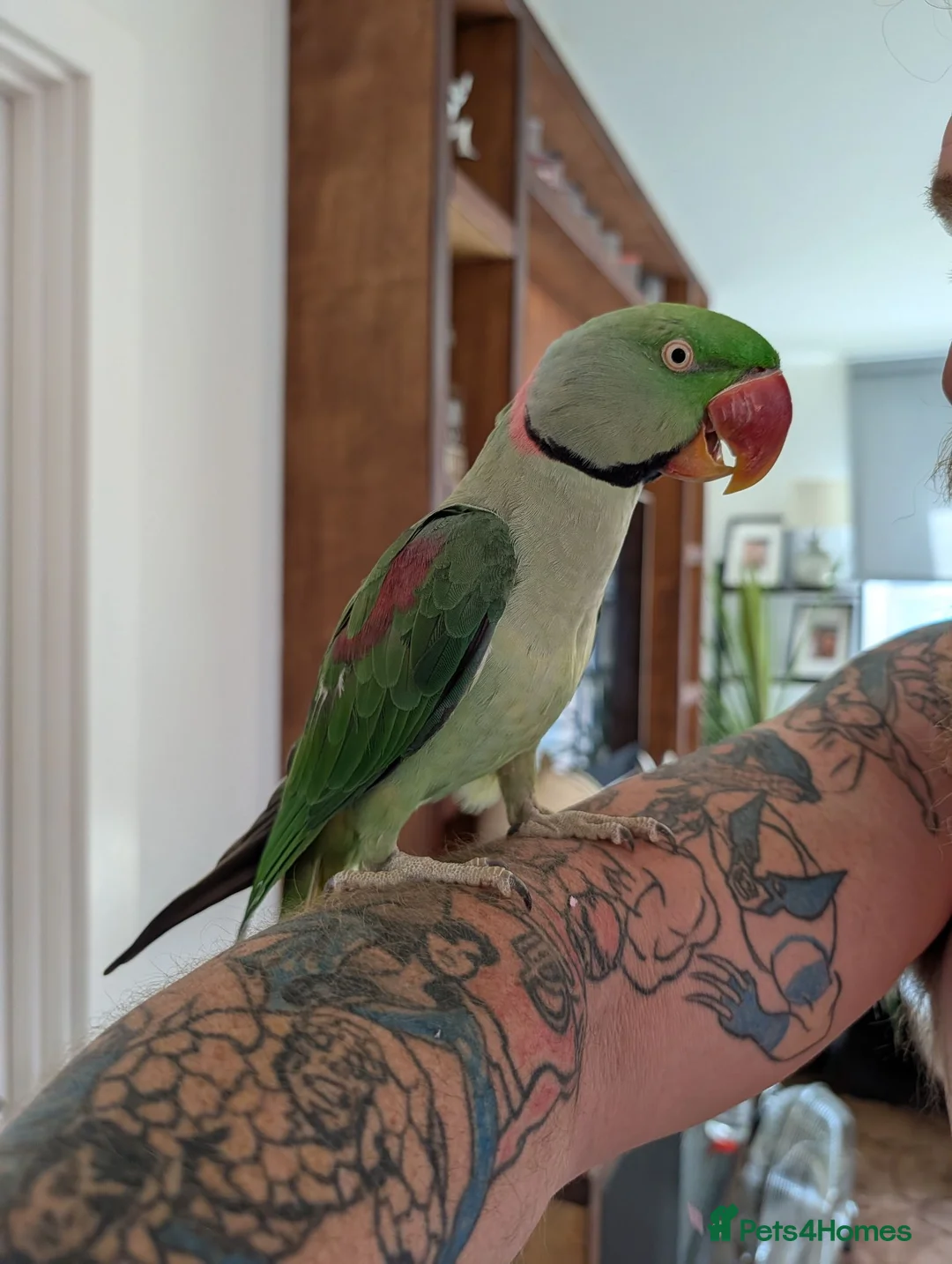 Ringnecks birds for sale: Alexander ringneck  in London - Advert 2