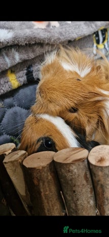 Guinea Pig rodents - Advert 1