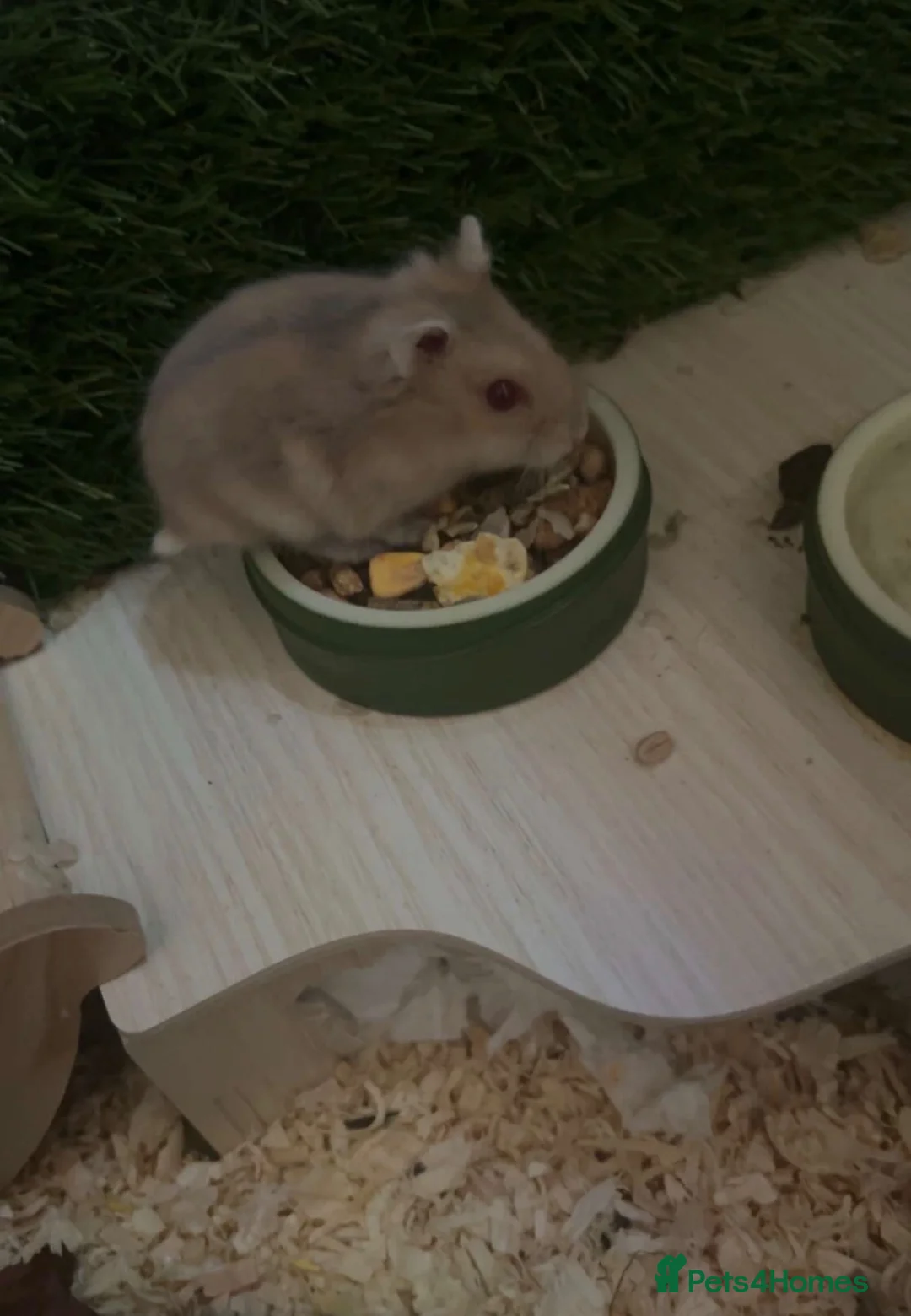 Hamster rodents for sale: FREE Hamster  - Advert 2