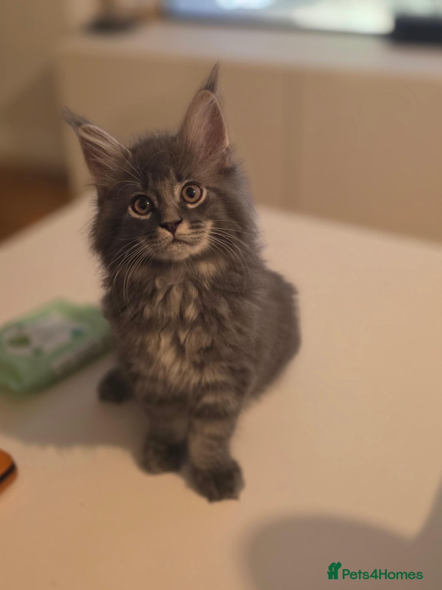 Maine Coon cats for sale: Maine coon kittens  - Advert 1
