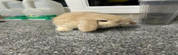 Mini Lop rabbits for sale: Mini Lop pure bred babies for sale  - Advert 3