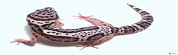 Leopard Gecko reptiles for sale: Leopard Geckos (can come with set up) - Advert 1