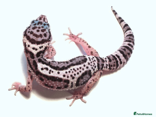 Leopard Gecko reptiles Leopard Geckos (can come with set up) - Advert 1