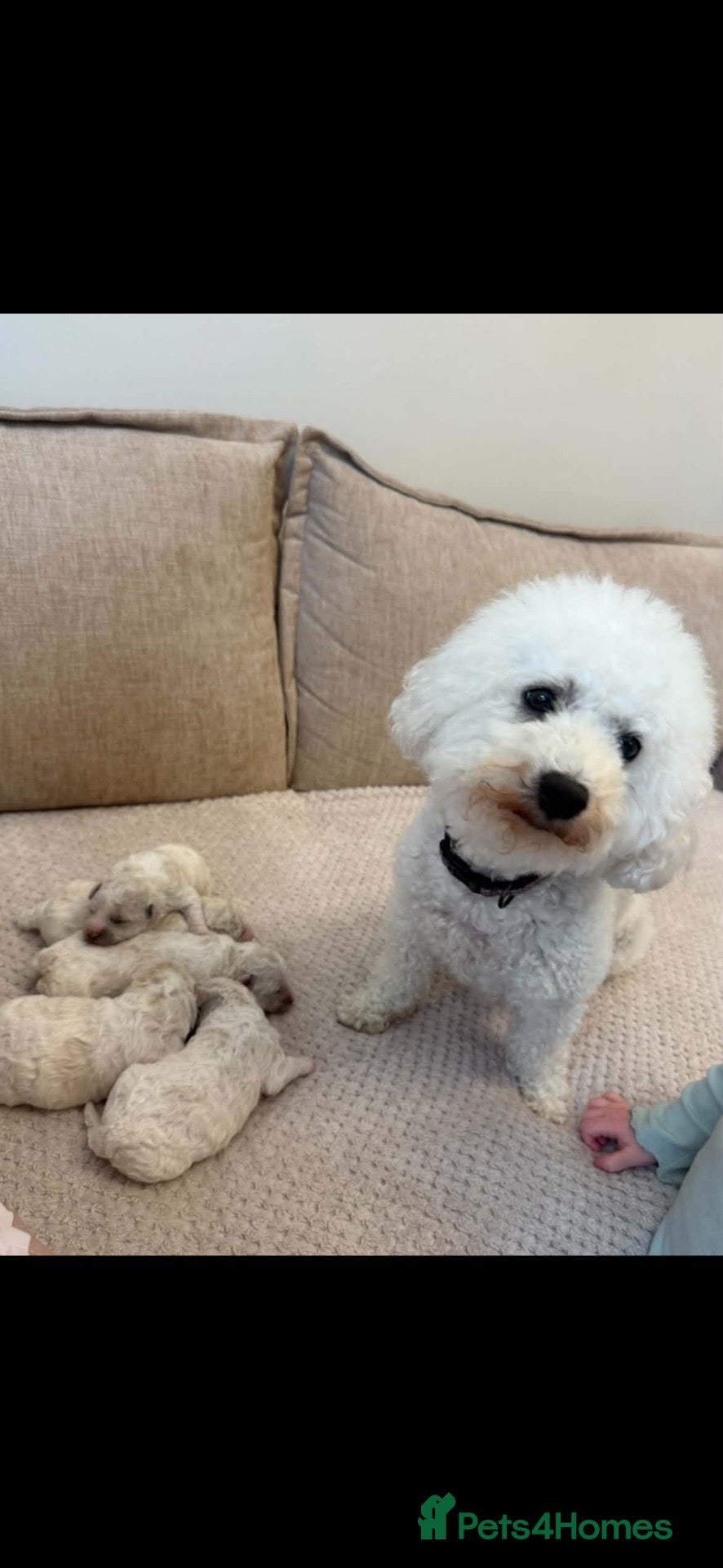 Bichon Frise dogs Bichon frise - Advert 1
