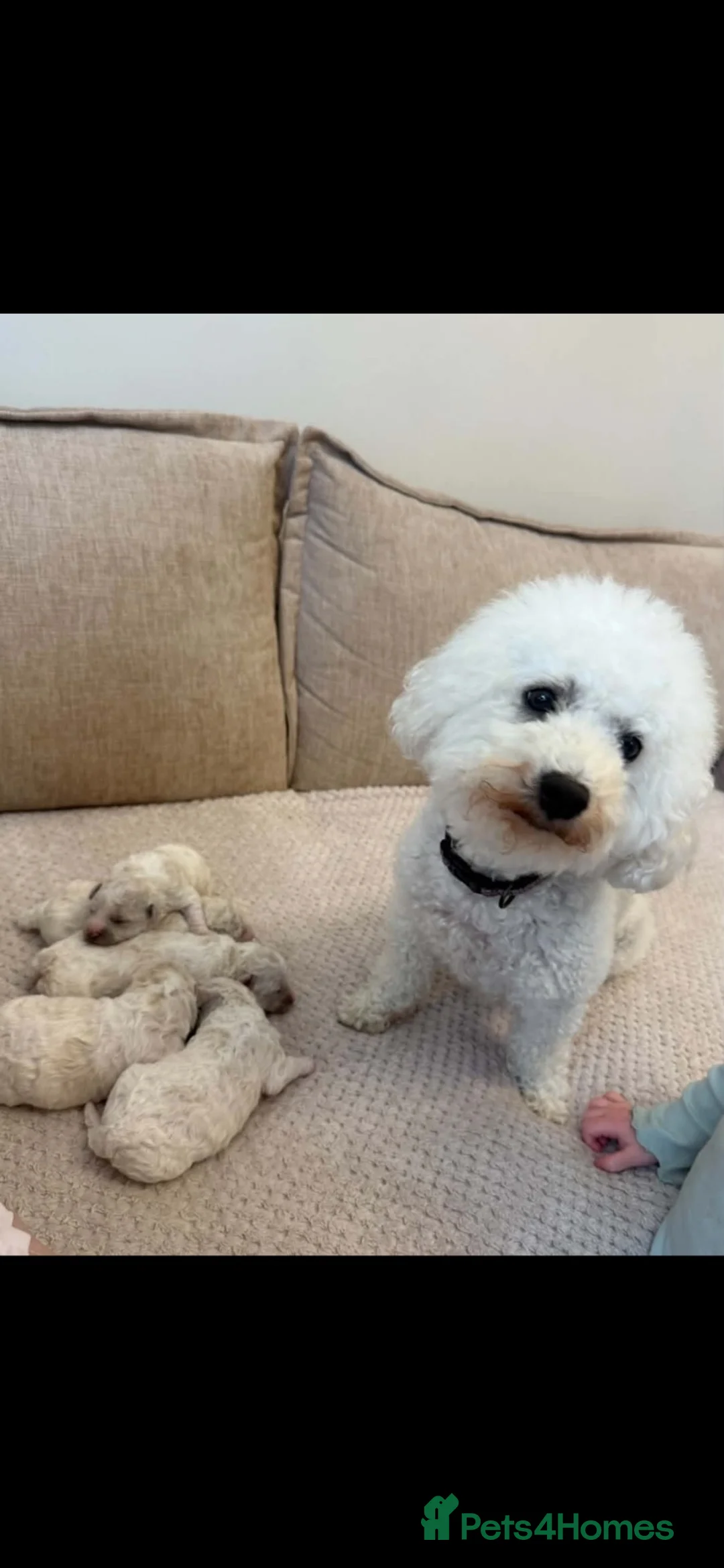 Bichon Frise dogs for sale: Bichon frise in Carlisle - Advert 1