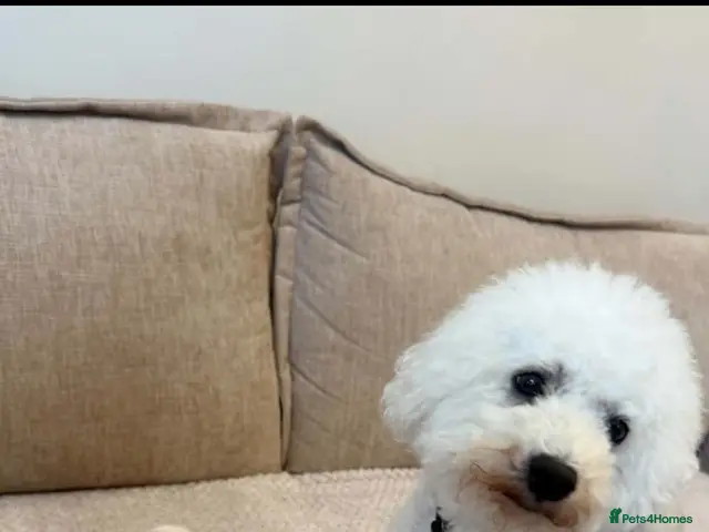 Bichon Frise dogs for sale: Bichon frise - Advert 4