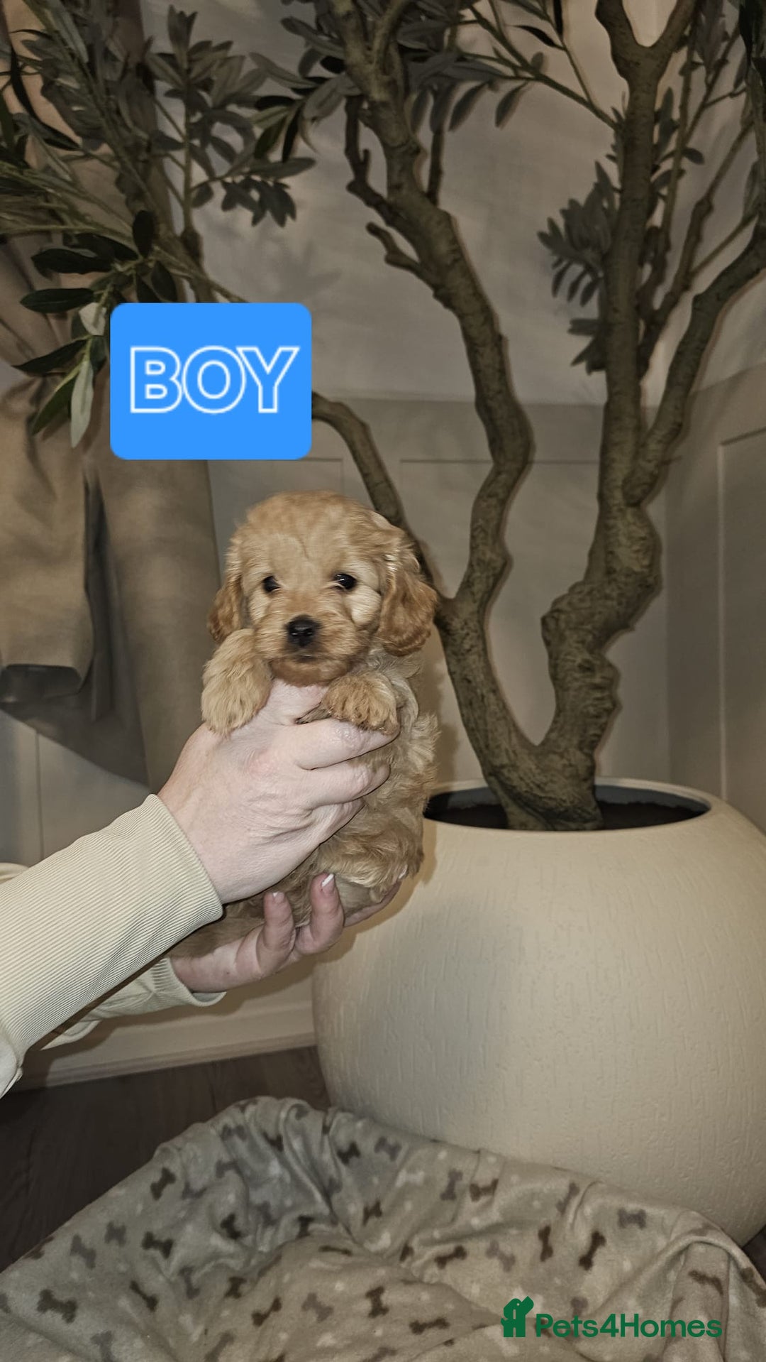 Cavapoo dogs for sale: F1B Cavapoo puppies  - Advert 14