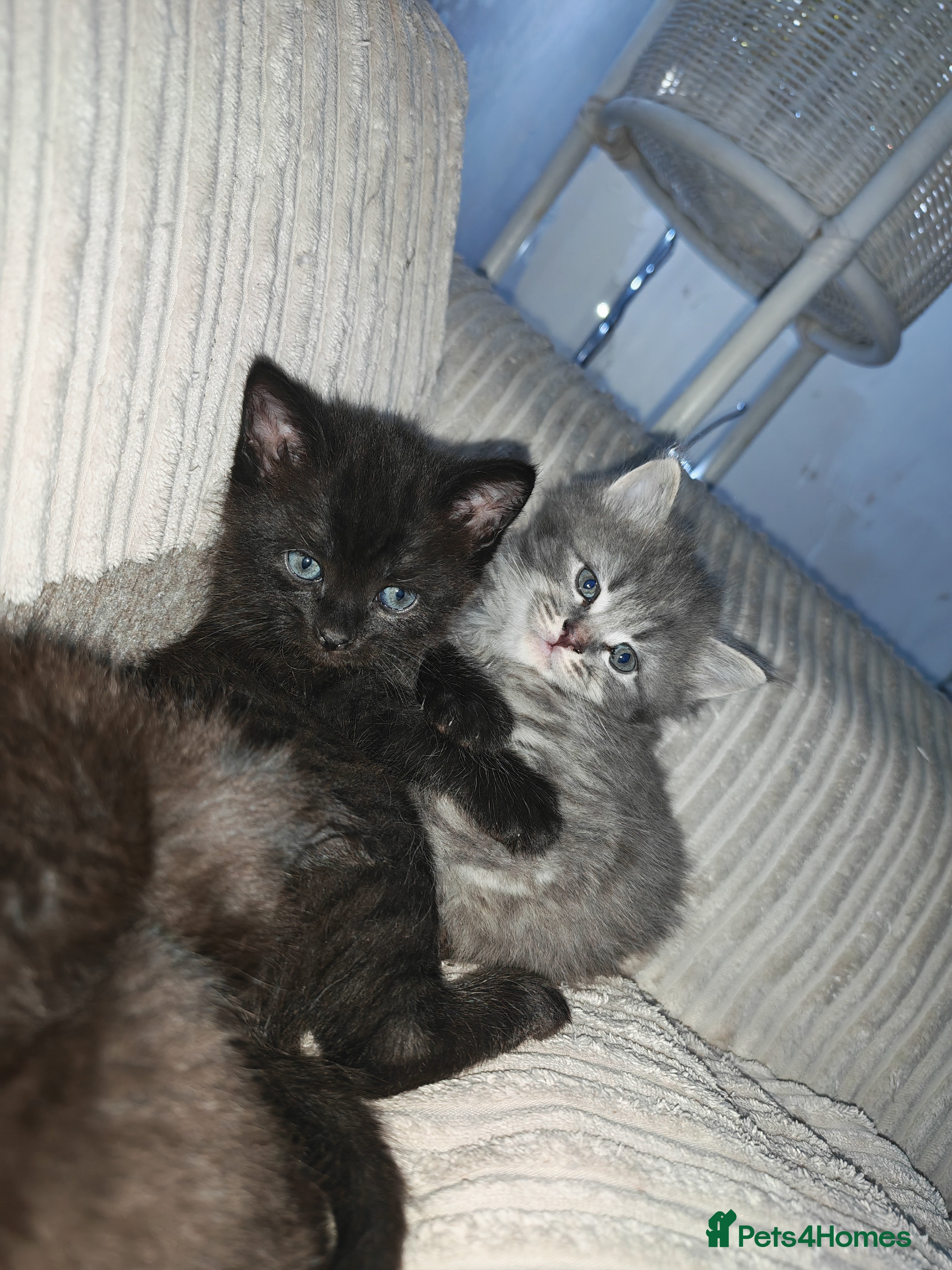 Russian Blue cats Russian blue male kittens - Advert 1