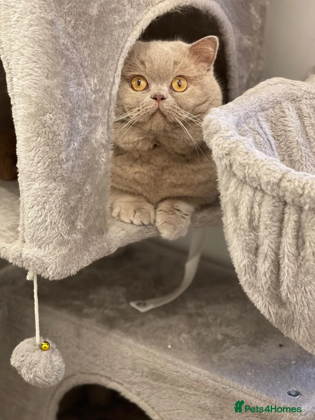 British Shorthair cats for stud: Fawn Male available for stud duties - Advert 5