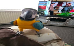 Parrots birds for sale: Baby blue and gold macaw  - Image 5