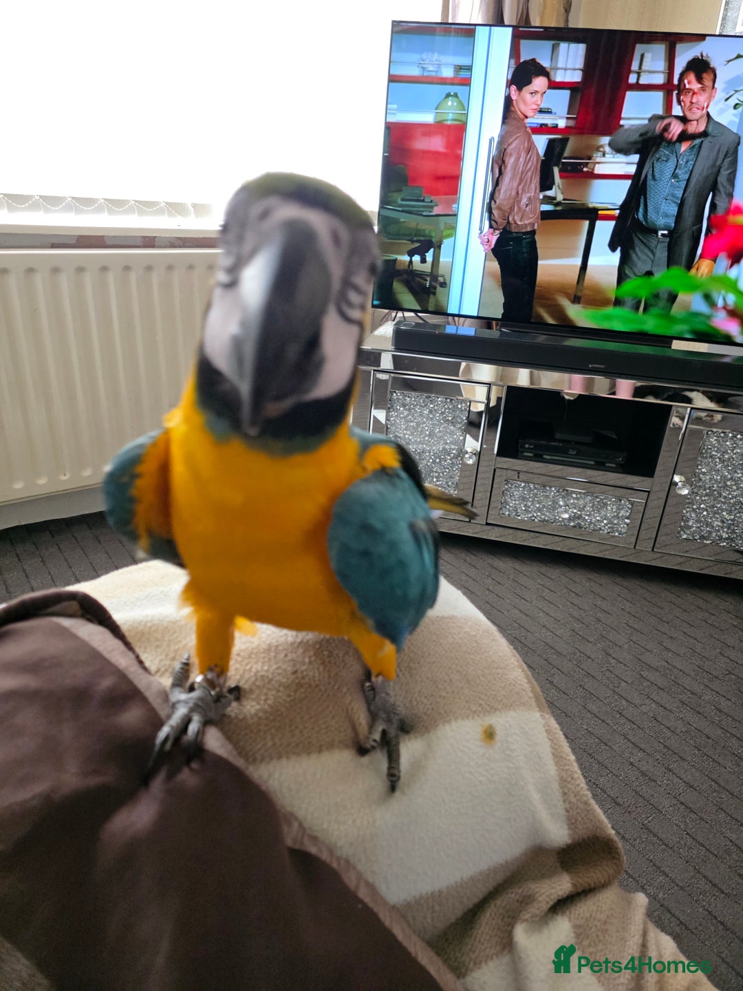 Parrots birds for sale: Baby blue and gold macaw  - Image 5