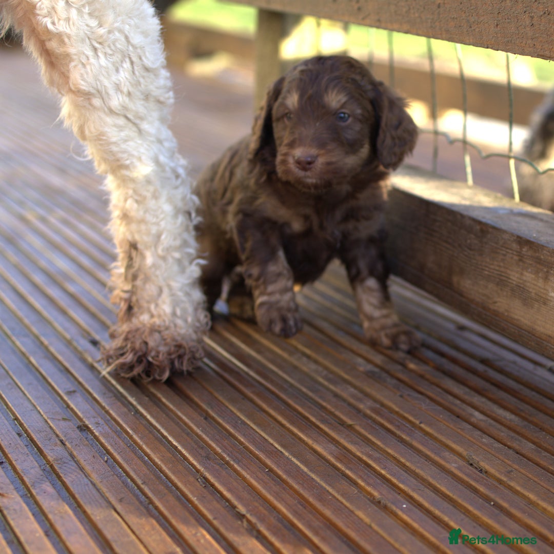 Labradoodle dogs for sale: 🐾🌈 Bred for Potential, Raised for Resilience🐾🌈 - Advert 13