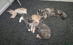 Maine Coon cats for sale: Ready now boys Mainecoon tica registered  - Image 14