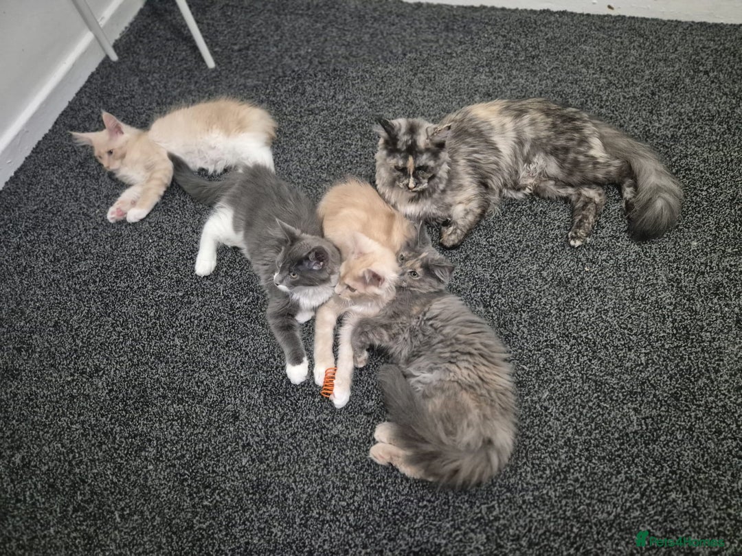 Maine Coon cats for sale: Ready now boys Mainecoon tica registered  - Image 14