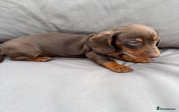 Miniature Dachshund dogs for sale: Miniature dachshunds - Image 25