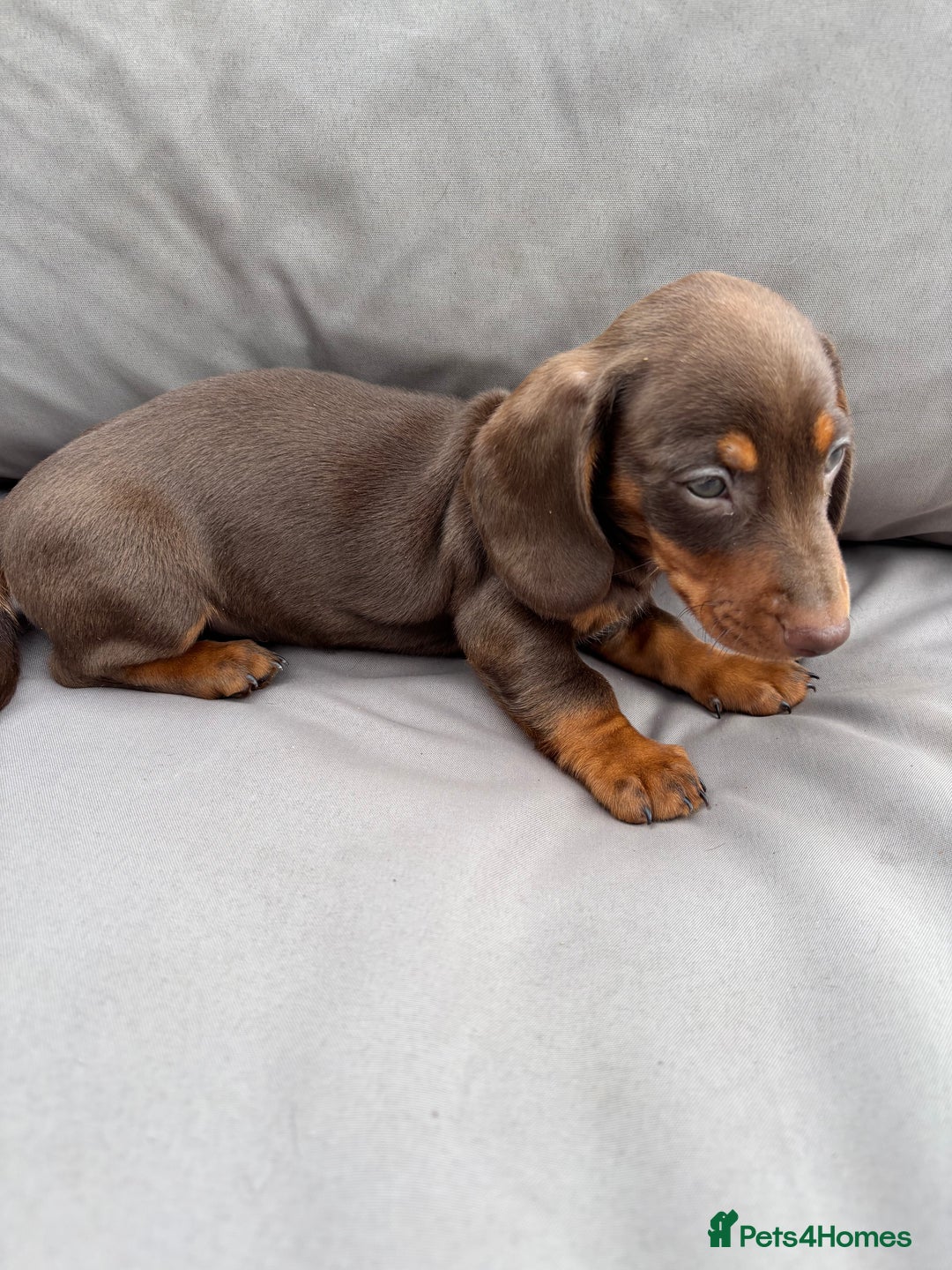 Miniature Dachshund dogs for sale: Miniature dachshunds - Image 25
