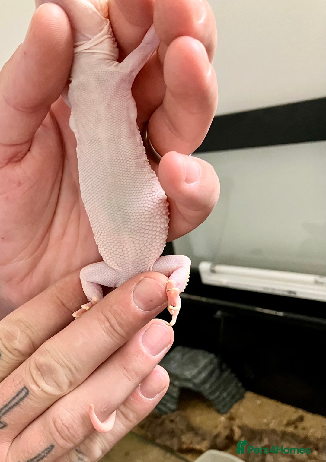 Leopard Gecko reptiles for sale: Albino leopard gecko  - Image 12