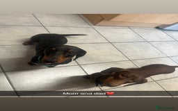 Dachshund dogs for sale: 1x puppy Dachshund - Image 5