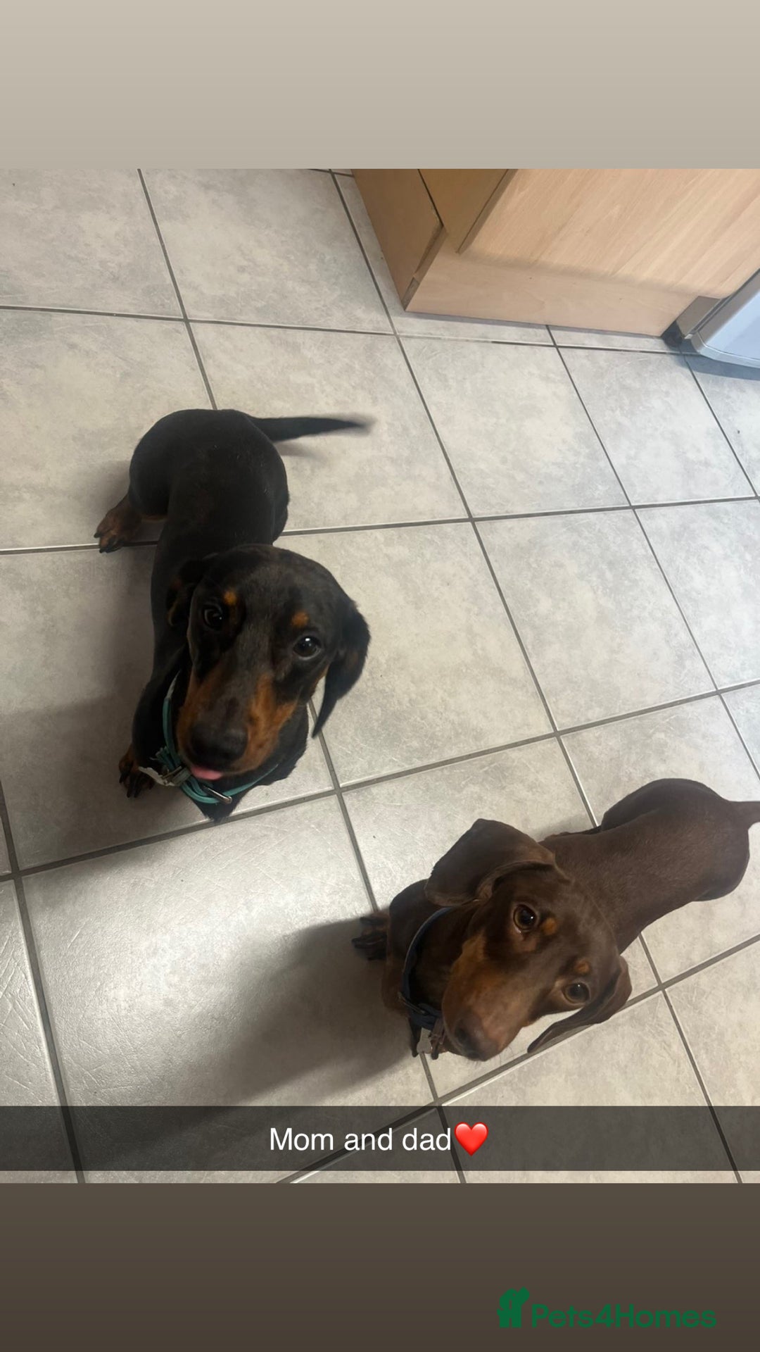 Dachshund dogs for sale: 1x puppy Dachshund - Image 5