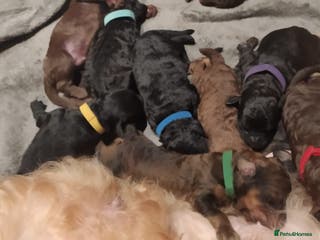 Labradoodle dogs stunning F2 labradoodle puppies... Available now - Advert 2