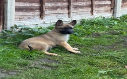 Belgian Shepherd Dog dogs for sale: Top working line puppies  - Image 31