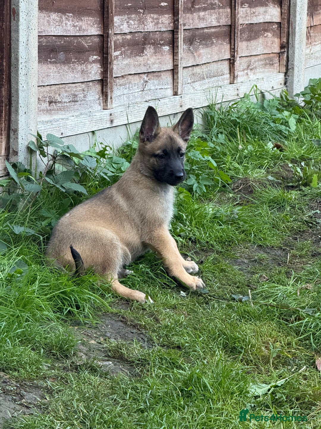 Belgian Shepherd Dog dogs for sale: Top working line puppies  - Image 31