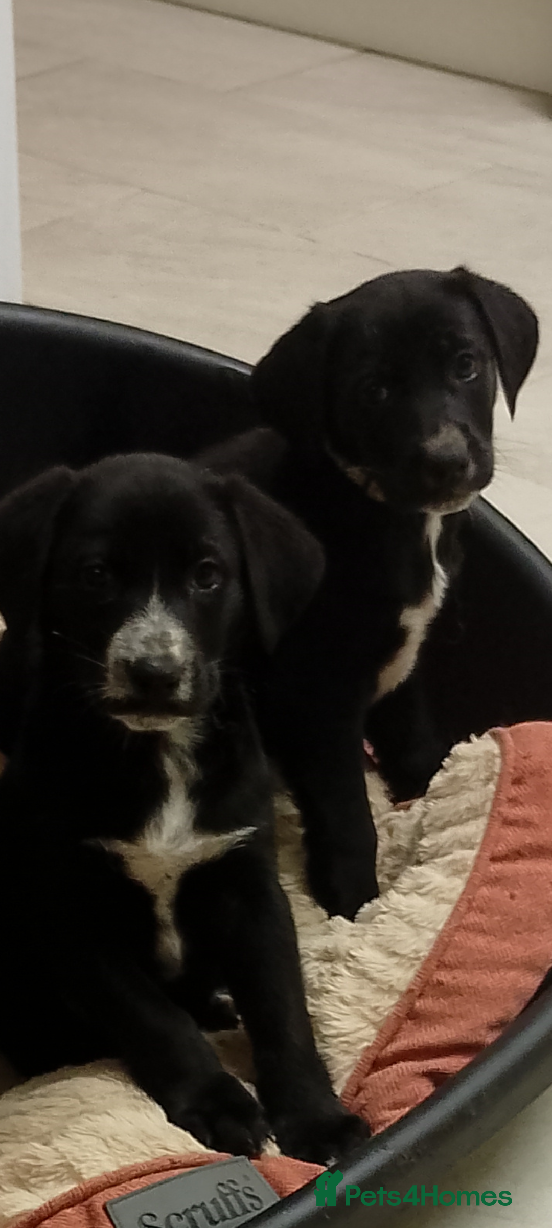 Mixed Breed dogs  German ShepherdxDalmatian Puppies⭐ready to leave  - Advert 8