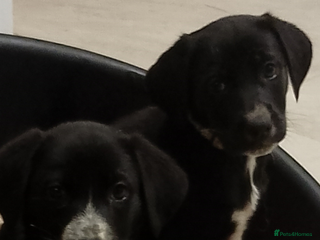 Mixed Breed dogs German ShepherdxDalmatian Puppies⭐ready to leave - Advert 8