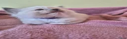 Ragdoll cats for sale: Ragdoll kittens GCCF regsitered - Advert 22