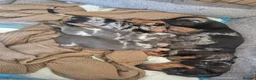 Dachshund dogs for sale: 3 dachshund puppies for sale Hull in Hull - Advert 12