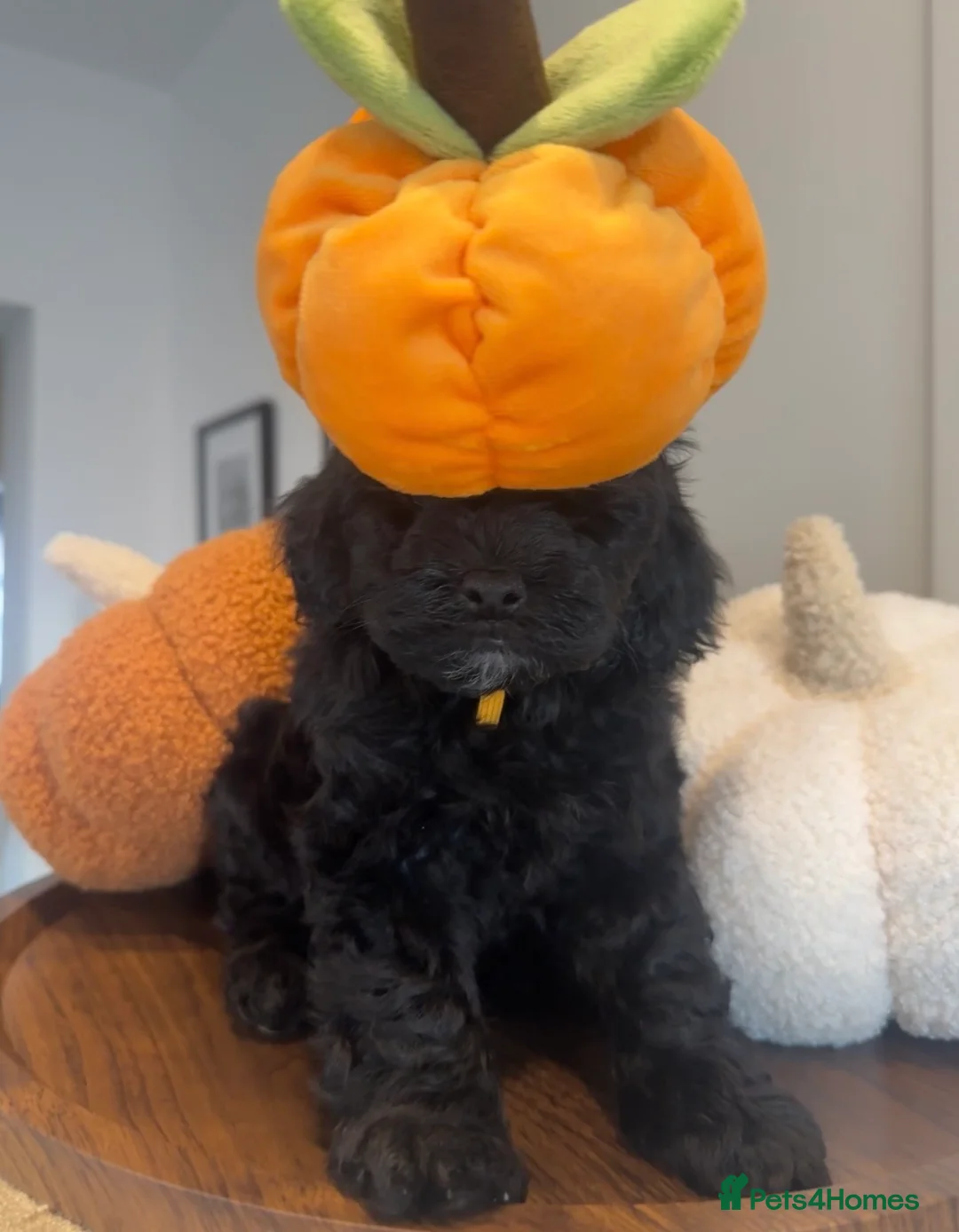 Cockapoo dogs for sale: F1B cockapoo babies - Advert 2