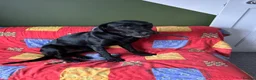 Labrador Retriever dogs for sale: Black Labrador Retriever Male in Nottingham - Advert 17