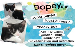 Domestic Shorthair cats for sale: Kittens and cats for adoption.  - Image 10